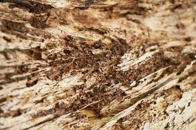 Abstract Brown Tree as background