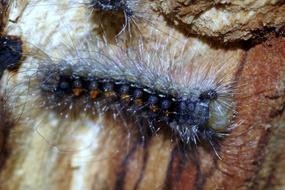 fluffy caterpillar crawling along a tree trunk