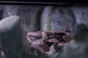 Snake Boa