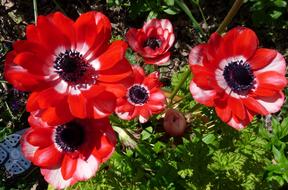 Anemone Flowers