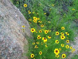 Yellow Wild Flowers Pink Granite