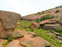 stone rocks with herbs