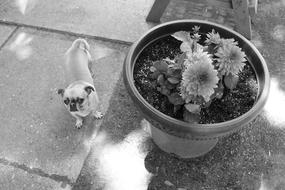 Black and white photo of the cute and beautiful Chihuahua mix dog, near the flowers in the pot