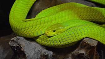Green Mamba Snake