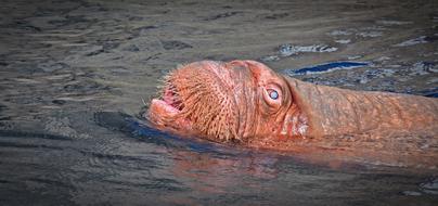 Walrus swims in sea water