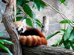 Red Panda resting on tree trunk