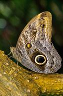 Nymphalidae Edelfalter Owl