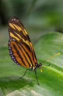 Note-Passion Butterfly