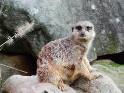 Meercat Timon Cute