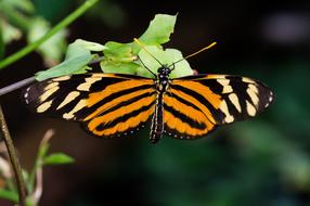 Glory Passion Butterfly
