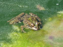 big frog in a pond