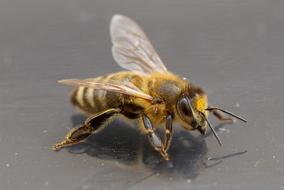 Bee Insecta Wings