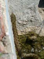 Water Snake Raft