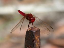 Erythraea Crocothemis Red