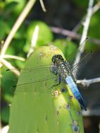 Dragonfly Cactus Wetland Blue