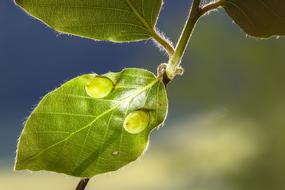 Buchengallmücke Bile Parasite