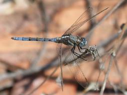 Dragonfly Blue Flying