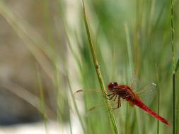 Erythraea Crocothemis Red