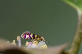 Wore Moth Motte Butterfly Nectar