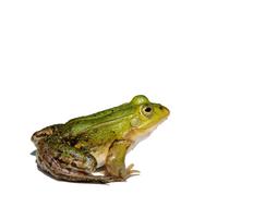 Frog Pond Water