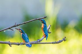 Kingfisher Birds Colorful lue