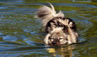 furry Dog swimming