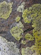 old rock in the moss