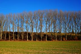 Field Trees Sky