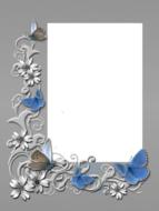 frame photo grey butterflies
