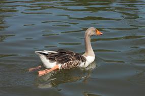 Duck Lake