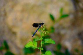 Dragonfly Blue Insect