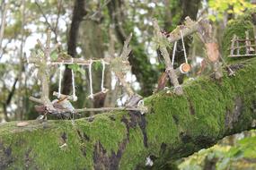 Tree Miniature Garden