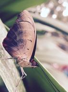 Butterfly Brown sepia