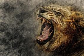 roaring lion head at abstract background