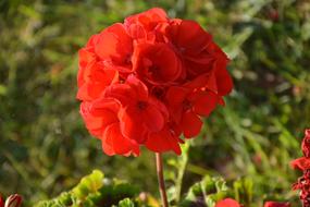 impressively beautiful Flower Of Geranium Red
