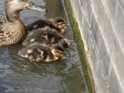 Young Ducks and Mother
