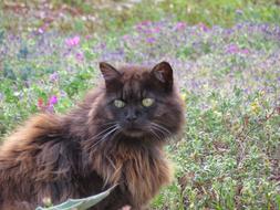 purebred cat with green eyes on a flower meadow