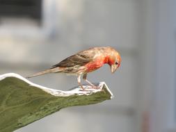 red bird in the wild on blurred background