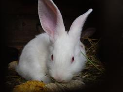 Portrait of the cute and beautiful, white and pink rabbit, among the colorful grass