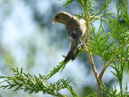 a little bird sitting on a fir branch