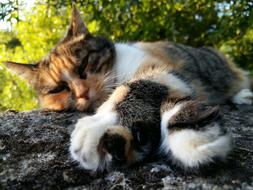spotted domestic cat is sleeping on a tree