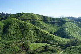 Tea Cameron Highland