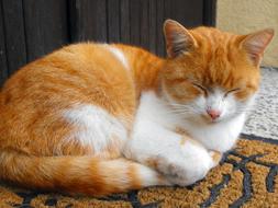 resting red cat with white spots