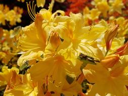 fragrant garden flowers