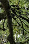 Tree Under Mossy