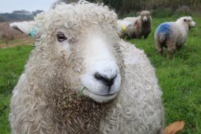 Sheep Pasture Wool