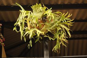 exotic plants on a branch