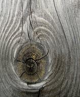 Texture of weathered Wooden board