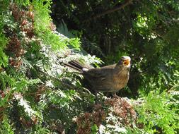 Bird Bill forest