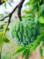 Green Sweet Healthy